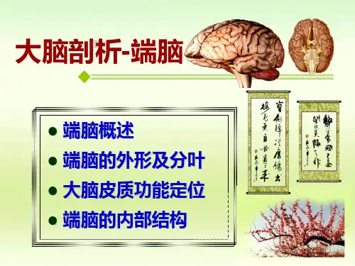 大脑全方位彩色图片剖析-端脑【神经科医学生福利】