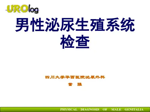 男生殖系统检查PPT课件