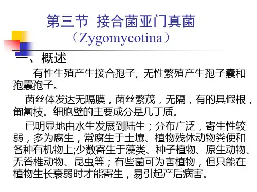 接合菌