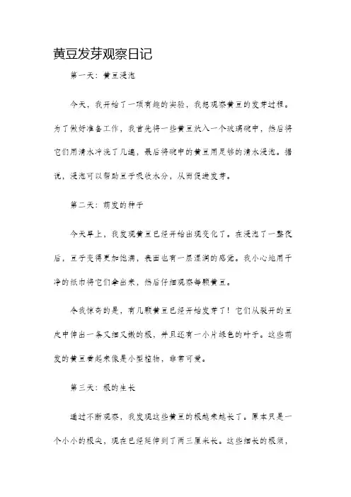 黄豆发芽观察日记