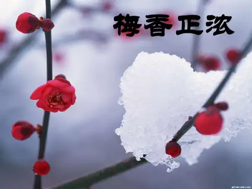 梅香正浓优秀课件