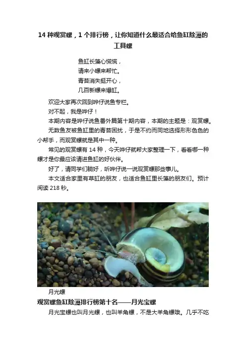 14种观赏螺，1个排行榜，让你知道什么最适合给鱼缸除藻的工具螺
