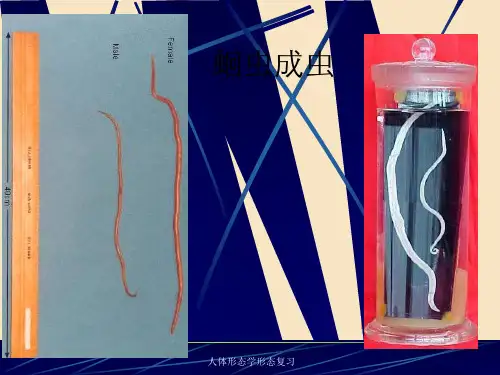 人体形态学形态复习