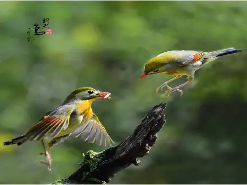 鲁科版(五四学制)生物八年级下册 8.1.3 鸟的生殖和发育 课件 