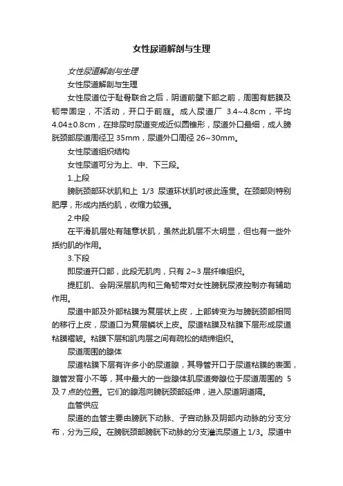 女性尿道解剖与生理