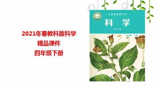 教科版科学四年级下册1种子长出了根课件