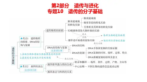 高中生物总复习讲解课件：专题10  遗传的分子基础
