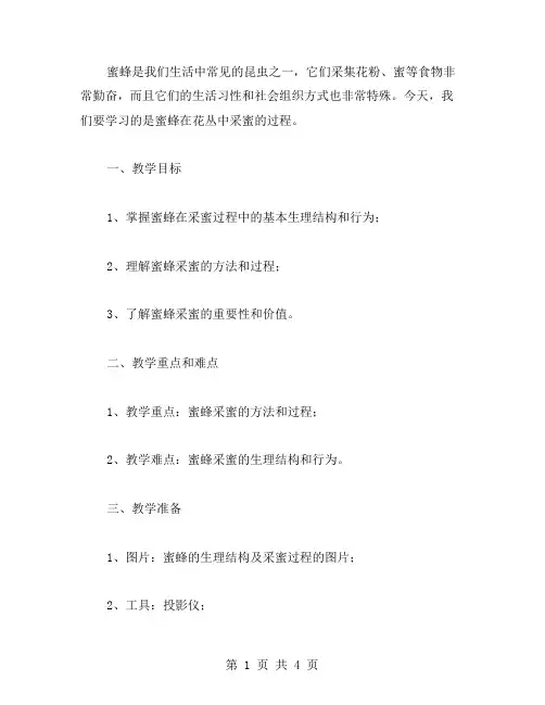 带教案知识点：蜜蜂在花丛中采蜜的过程(三年级下册语文教案14蜜蜂第二课时)