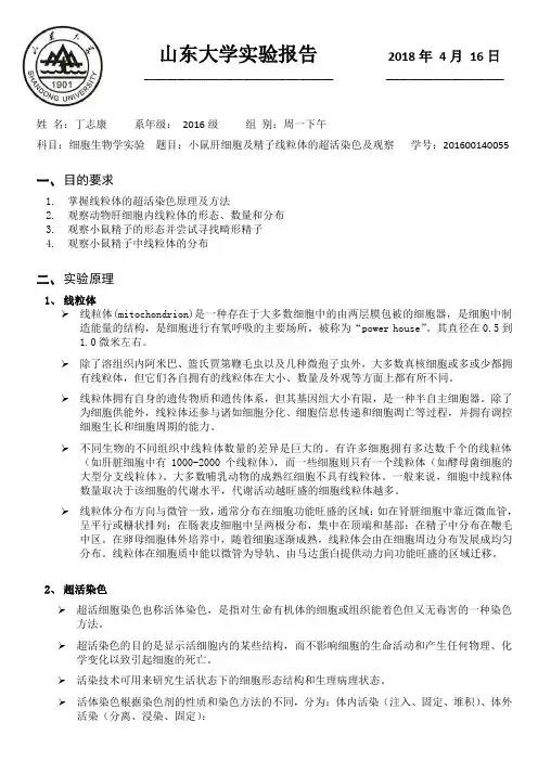 05 小鼠肝细胞及精子线粒体的超活染色及观察