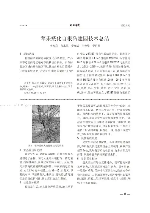 苹果矮化自根砧建园技术总结