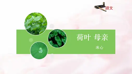《荷叶母亲》ppt课件