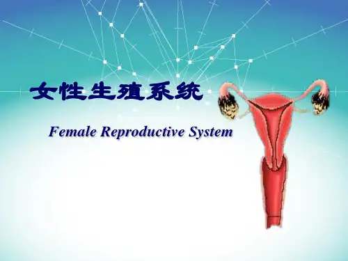 女性生殖系统
