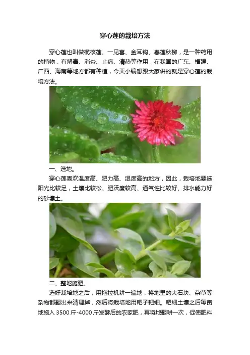 穿心莲的栽培方法