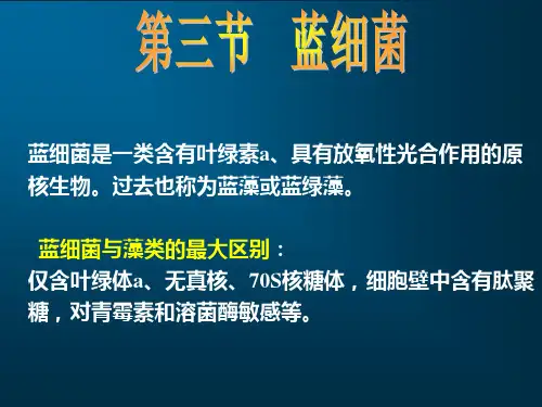 《原核生物》PPT课件