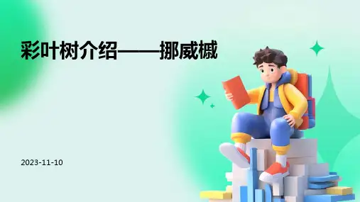 彩叶树介绍——挪威槭
