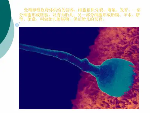 怀孕各月中胎儿发育全过程
