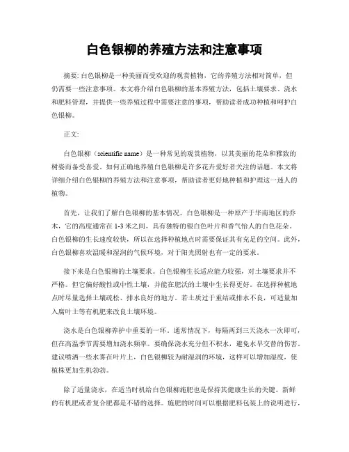 白色银柳的养殖方法和注意事项