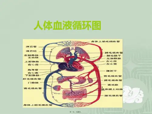 微循环检测