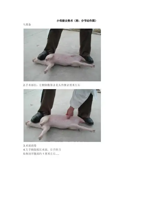 小母猪去势术(附：分节动作图)