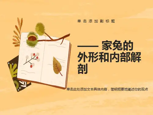 家兔的外形和内部解剖