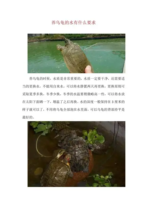养乌龟的水有什么要求
