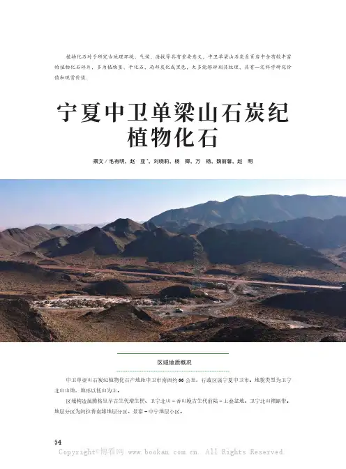 宁夏中卫单梁山石炭纪植物化石