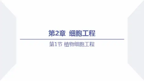 植物细胞工程的基本技术(课件)高二生物(人教版2019选择性必修3)