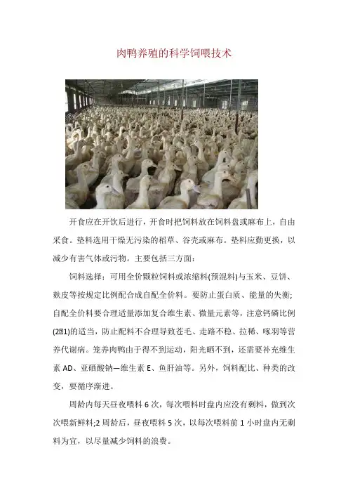 肉鸭养殖的科学饲喂技术