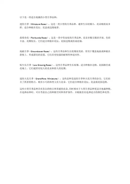 适合地栽的小型月季品种