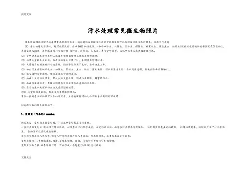 水中常见微生物图谱