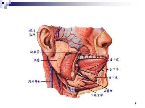 优质课件腮腺良性肿瘤终稿
