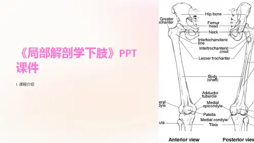 《局部解剖学下肢》课件