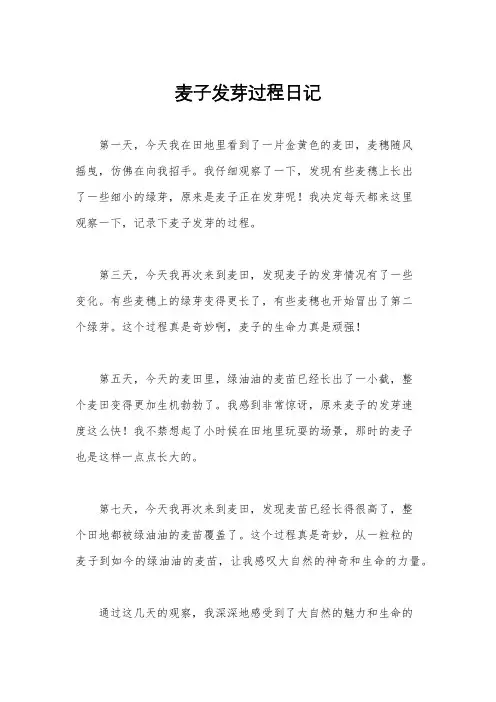 麦子发芽过程日记