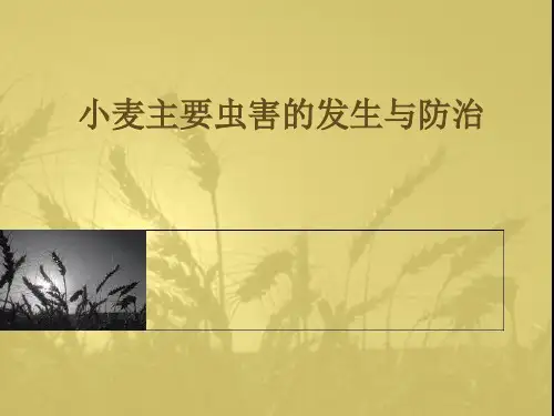 小麦虫害