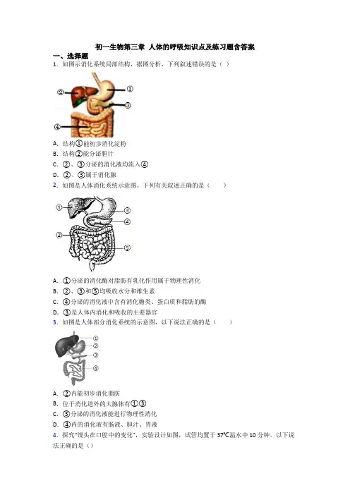 初一生物第三章 人体的呼吸知识点及练习题含答案