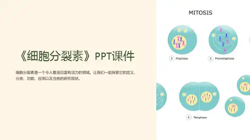 《细胞分裂素》课件