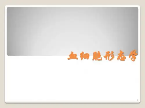 血细胞形态学ppt课件