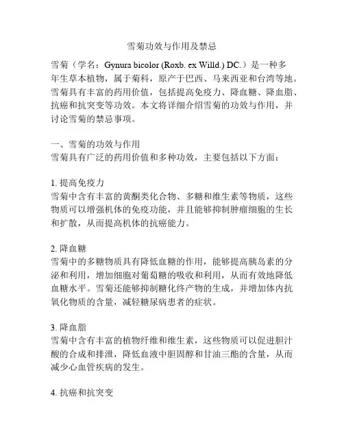 雪菊功效与作用及禁忌
