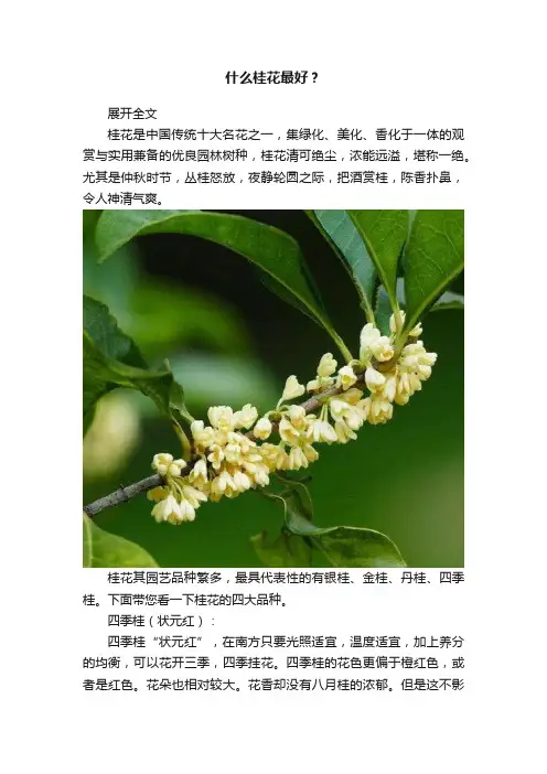 什么桂花最好？