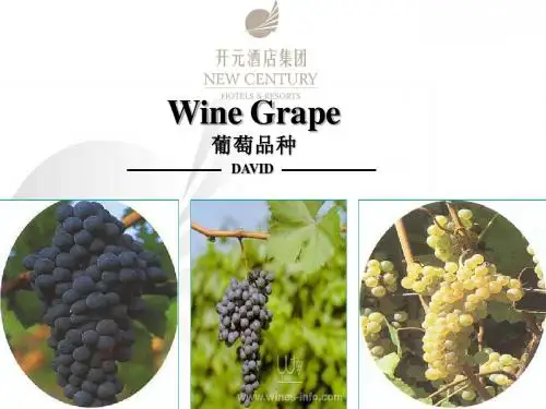 Wine Grape