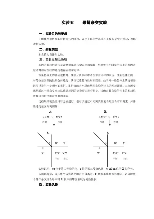 果蝇杂交实验模板