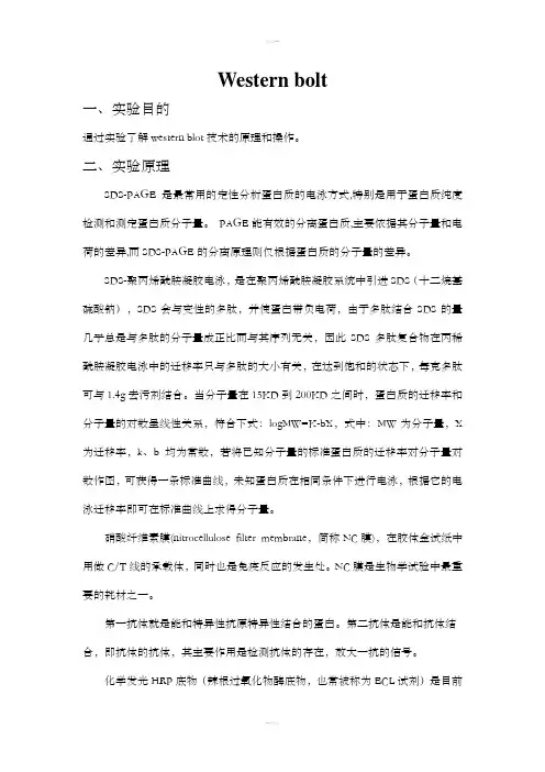 westernblot实验步骤