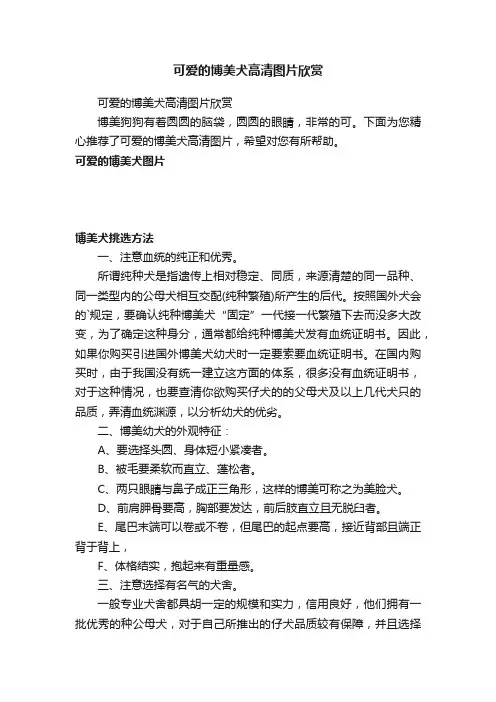 可爱的博美犬高清图片欣赏