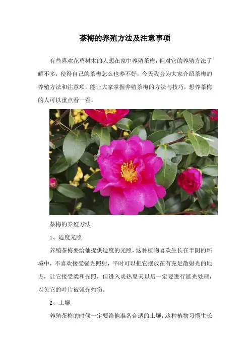 茶梅的养殖方法及注意事项