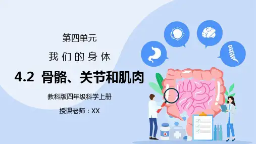 教科版四年级科学上册第四单元《我们的身体-骨骼、关节和肌肉》PPT课件