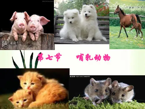 【一线精品】  哺乳动物1   最新优秀公开PPT课件