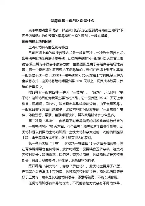 饲养鸡和土鸡的区别是什么