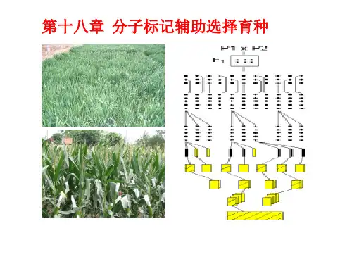 第十八章分子标记辅助选择育种
