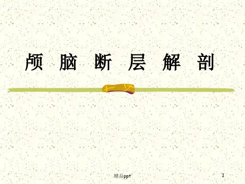 颅脑断面解剖PPT课件