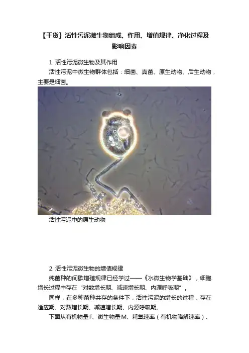 【干货】活性污泥微生物组成、作用、增值规律、净化过程及影响因素